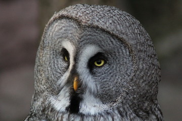 Eule grau Vogel 