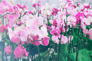 Obraz premium Beautiful flowers at greenhouse