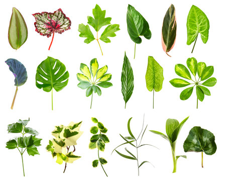Set of different houseplants leaves on white background