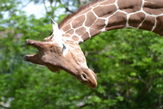 Giraffe Blick zurück