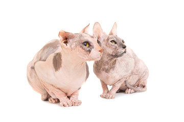 Two sitting purebred sphinx cats