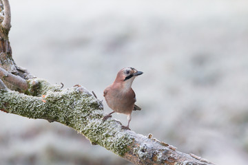 Eurasian Jay