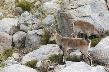 Spanish wild goat (ibex), mating season