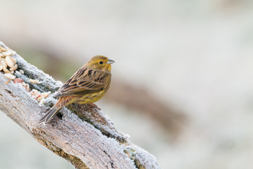 Yellowhammer
