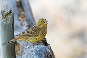 Yellowhammer