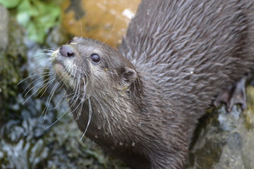Neugieriger Otter