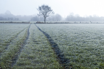 Landschaft mit Nebel und Bodenfrost im Winter in Schleswig-Holstein
