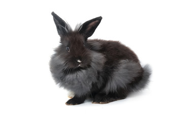 Black hollands lops rabbits on white background