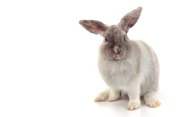 Short hair adorable baby rabbit on white background