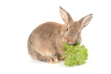 Brown short hair adorable baby rabbit eating vegetable on white