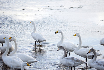 white swans on seaside