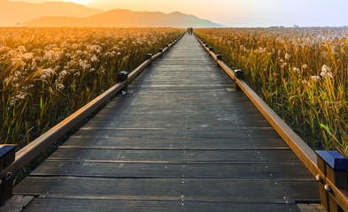 Walkway and meadow.