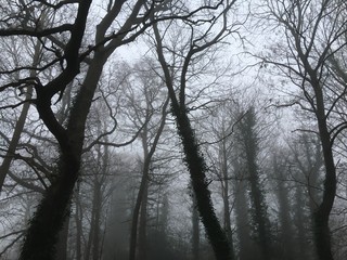 Misty Forest 1