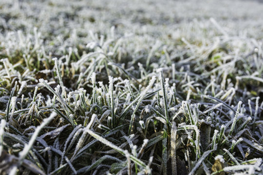Frostbitten grass