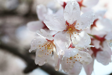 桜と春