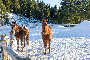 Two brown handsome stallion horse in winter outdoors
