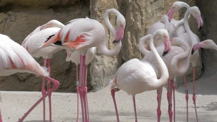 VALENCIA, SPAIN - JULY 15, 2016: Group of the Greater flamingos in the zoo. Birds resting putting heads on the bodies. It is the most widespread species of the flamingo family