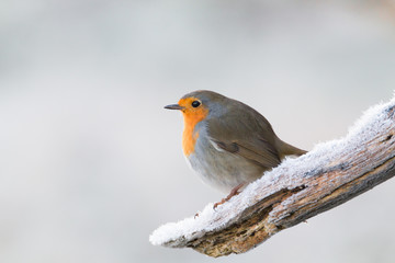 Robin redbreast