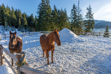 Fototapeta na wymiar Two brown handsome stallion horse in winter outdoors