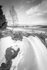 Last Snow after Winter. Early Spring. Wide Angle Nature Landscape. Black and White Photo.