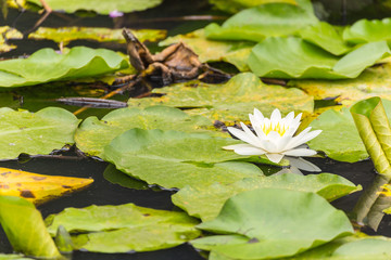 The Water lily flower.background is Water lily leaves.Shooting location is the Sankeien in Yokohama, Kanagawa Prefecture Japan.