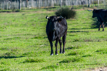 Taureaux et vaches de Camargue.