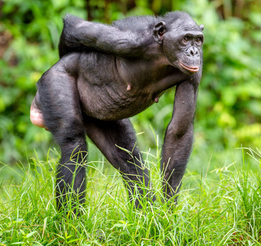 Bonobo in natural habitat. Green natural background. The Bonobo