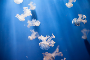 Fototapeta premium Acquario di Genova