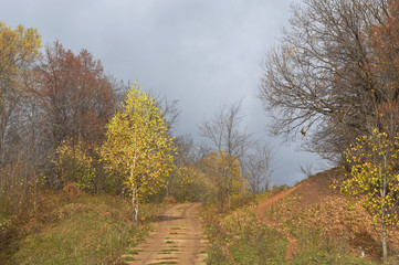 Trees in yellow and red foliage in the fog on the hill.