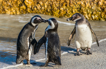 Kissing African penguins on the beach. African penguin ( Spheniscus demersus) also known as the jackass penguin and black-footed penguin. Boulders colony. Cape Town. South Africa