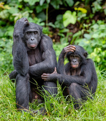 Naklejka premium Bonobo in natural habitat. Green natural background. The Bonobo