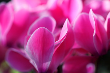 Close up of pink cyclamen flowers blossom in garden
