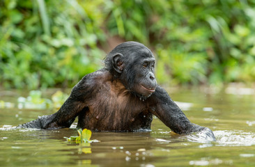 Bonobo in the water. Natural habitat. Green natural background. The Bonobo ( Pan paniscus), called the pygmy chimpanzee. Democratic Republic of Congo. Africa