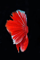 Texture of siamese fighting fish isolated on black background.