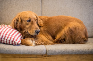 The Golden Retriever sleeps on the couch