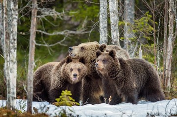 She-bear and bear-cubs. Adult female of Brown Bear (Ursus arctos) with cubs on the snow in spring...
