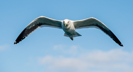 Flying  Adult Kelp gull (Larus dominicanus), also known as the Dominican gull and Black Backed Kelp Gull. Blue sky background. False Bay, South Africa