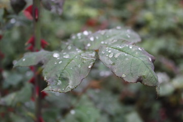 Blume