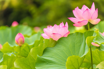 The Lotus Flower.Background is the lotus leaf and lotus flower and lotus bud and tree.Shooting location is the Sankeien in Yokohama, Kanagawa Prefecture Japan.