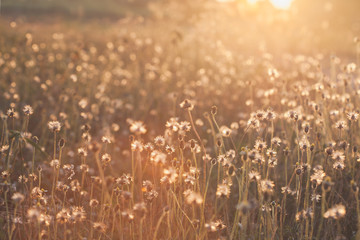 Macro with extremely shallow DOF of Grass flower in pastel and Soft style in Flare Light for...