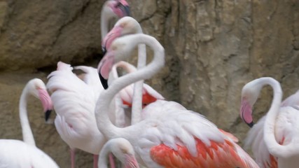 VALENCIA, SPAIN - JULY 15, 2016: Flamingos in the zoo showing the beauty of the wings. Greater flamingo is the most widespread species