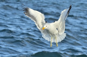 Flying Kelp gull (Larus dominicanus), also known as the Dominica