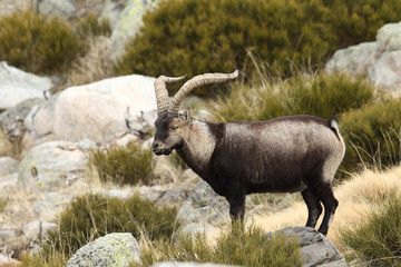 Wild goat - 131966440