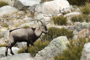 Wild goat