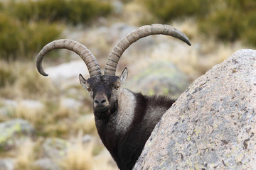 Wild goat