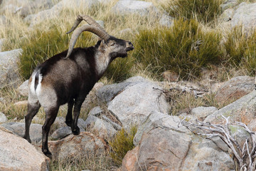Wild goat