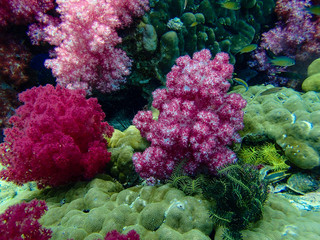 Naklejka na ściany i meble colorful coral reef
