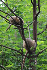 wild lebende tiere