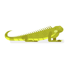 Vector flat style illustration of iguana