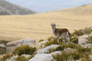 Spanish ibex, mating season